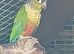 A mix of 12 conures