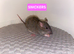 Beautiful mixed gender baby rats