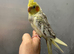 £250 each hand reared baby cockatiels available