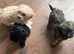 Little Cuties Shihchon Puppies