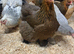 Large fowl gold/blue partridge hatching eggs