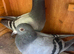 Very nice and very good quality young racing pigeons