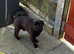 2 male pugs