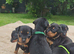 Miniature pinscher puppies 4 left! ️