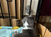 Cane corso x staffy mastiff