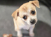 Beautiful Chihuahua