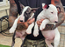 English bullterrier pups