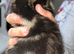 5 tabby kittens