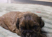 LOVELY SHIH TZU PUPPIES KC REG PEDIGREE