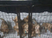 8 adorable puppies