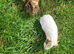 Female ginea Pigs