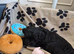 Shih poo puppies ready to leave