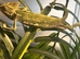 Yemen Chameleon male well handled looking for new home