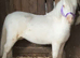 Perfect Childs/Show/Therapy Mini Shetland