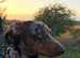 Cookie the loving 9 month old miniature dachshund