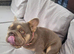 Big rope french bulldog