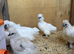 Silkie chicks