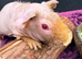 Skinny Pig Girls - Ready Now
