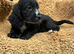 Rainbow litter