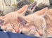 Beautiful British shorthair cross kittens for sale