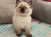 Stunning Ragdoll boy Looking for his Forever Home