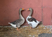 Pair of west of England geese