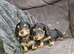2 longhair mini dachshund boys