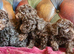 Gorgeous toy poodle puppys. Health tested parents