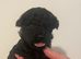Toy cockapoo pups