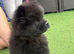 Chows ready and reduced !!