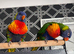2 lovely rainbow lorikeets and cadge