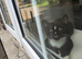Two kittens looking for new home.
