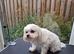 Stud Maltese