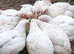 One day old rose cobb chicks