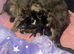 3 Black and white kittens