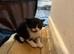 2 male kittens