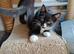 Beautiful black long hair kittens