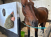 16.2 warmblood mare