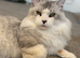 Stunning Male Maine Coon Active Registered Tica