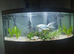 Fish tank for sale