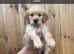KC HEALTH TESTED GOLDEN RETRIEVERS