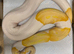 Proven albino pied male royal python