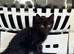 9 week old kittens black