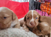 ALL PUPS RESERVED