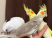 Hand reared Cockatiels