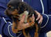 Border x Lakeland terrier pups