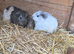 2 bonded Guinea pigs, mum and daughter.
