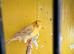 Canaries