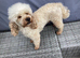 Apricot stud dog