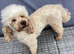 Proven toy poodle stud